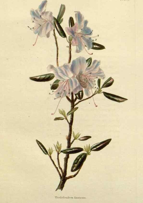 Reproducción/Reproduction 48782830303: The botanical cabinet. London :John & Arthur Arch ...,1817-1833.. 