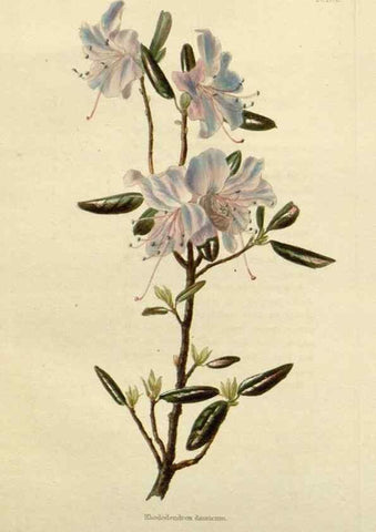 Reproducción/Reproduction 48782830303: The botanical cabinet. London :John & Arthur Arch ...,1817-1833.. 