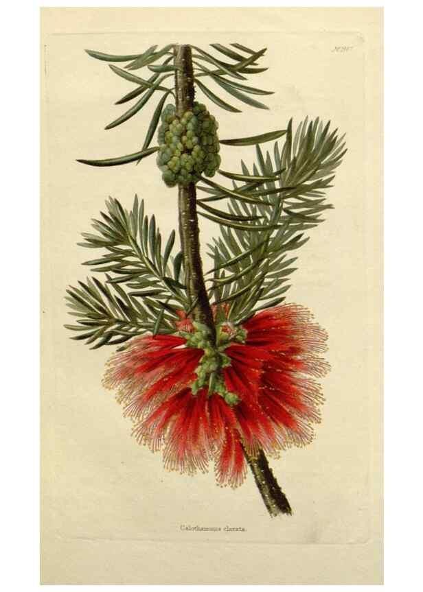 Reproducción/Reproduction 48783363292: The botanical cabinet. London :John & Arthur Arch ...,1817-1833.. 