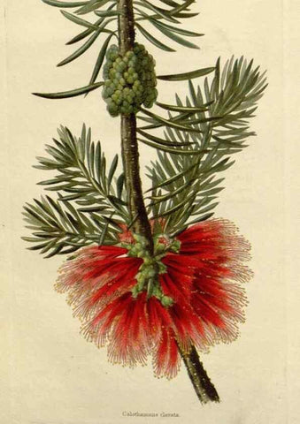 Reproducción/Reproduction 48783363292: The botanical cabinet. London :John & Arthur Arch ...,1817-1833.. 