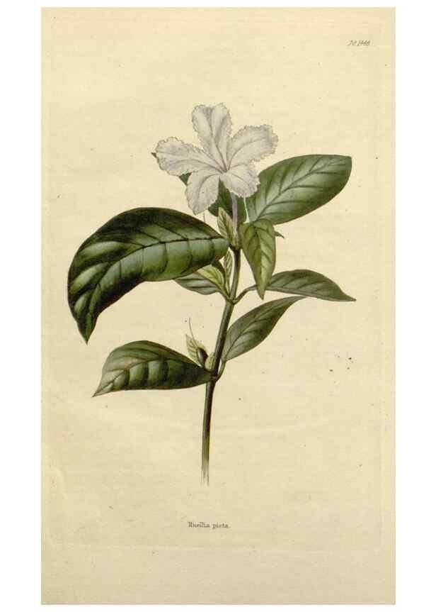 Reproducción/Reproduction 48782831053: The botanical cabinet. London :John & Arthur Arch ...,1817-1833.. 