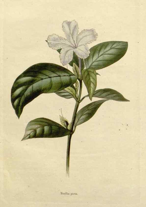 Reproducción/Reproduction 48782831053: The botanical cabinet. London :John & Arthur Arch ...,1817-1833.. 