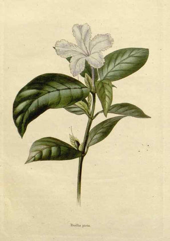 Reproducción/Reproduction 48782831053: The botanical cabinet. London :John & Arthur Arch ...,1817-1833.. 