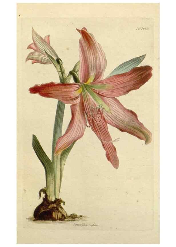 Reproducción/Reproduction 48782831453: The botanical cabinet. London :John & Arthur Arch ...,1817-1833.. 
