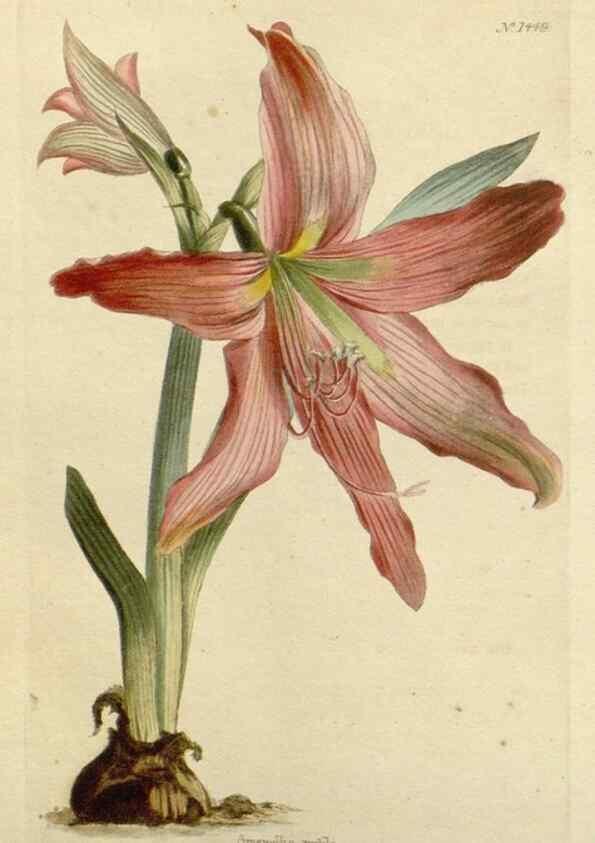 Reproducción/Reproduction 48782831453: The botanical cabinet. London :John & Arthur Arch ...,1817-1833.. 