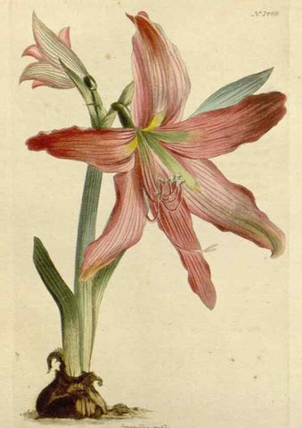Reproducción/Reproduction 48782831453: The botanical cabinet. London :John & Arthur Arch ...,1817-1833.. 