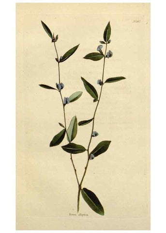 Reproducción/Reproduction 48783196966: The botanical cabinet. London :John & Arthur Arch ...,1817-1833.. 