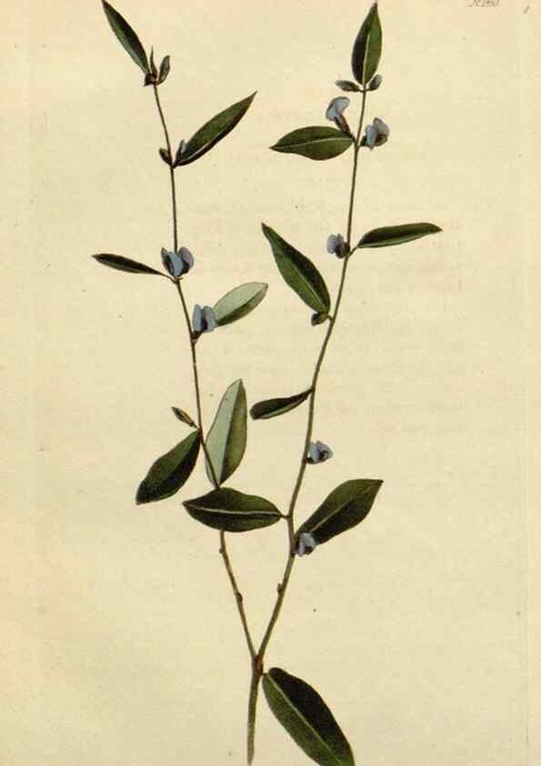 Reproducción/Reproduction 48783196966: The botanical cabinet. London :John & Arthur Arch ...,1817-1833.. 