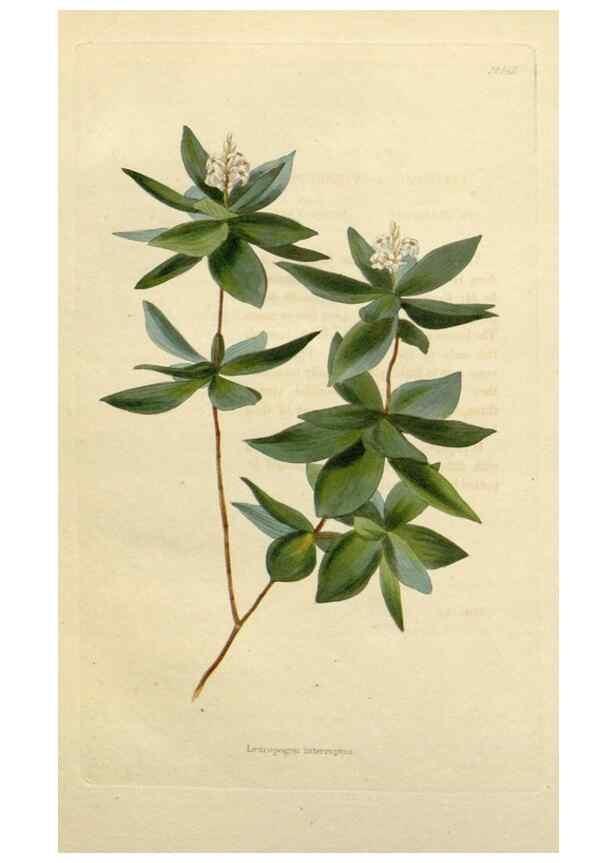 Reproducción/Reproduction 48783197491: The botanical cabinet. London :John & Arthur Arch ...,1817-1833.. 