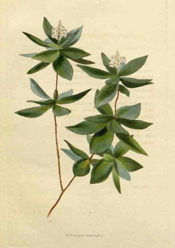 Reproducción/Reproduction 48783197491: The botanical cabinet. London :John & Arthur Arch ...,1817-1833.. 