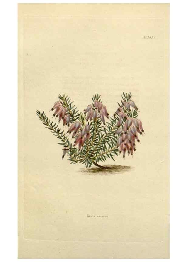 Reproducción/Reproduction 48783198041: The botanical cabinet. London :John & Arthur Arch ...,1817-1833.. 
