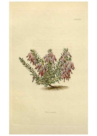 Reproducción/Reproduction 48783198041: The botanical cabinet. London :John & Arthur Arch ...,1817-1833.. 