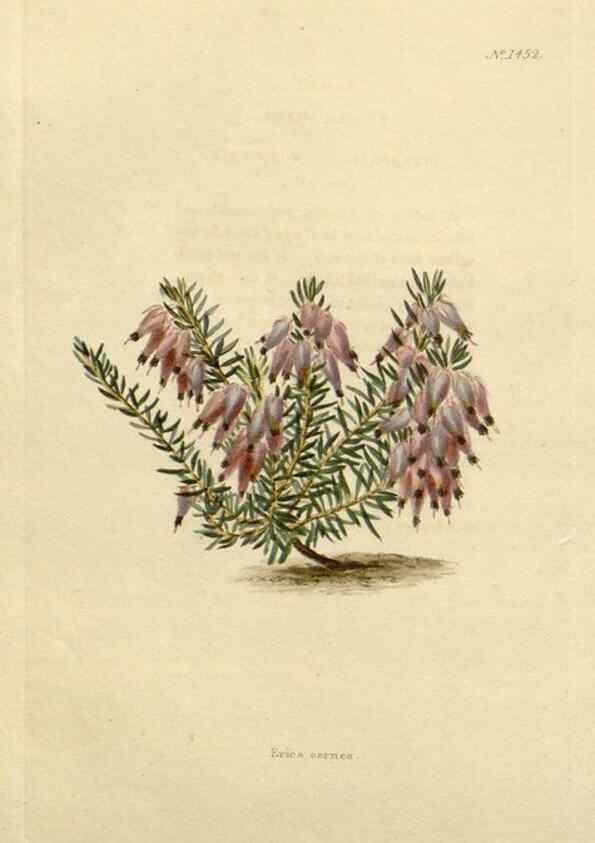 Reproducción/Reproduction 48783198041: The botanical cabinet. London :John & Arthur Arch ...,1817-1833.. 