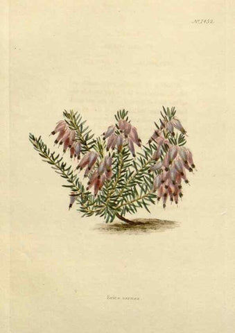 Reproducción/Reproduction 48783198041: The botanical cabinet. London :John & Arthur Arch ...,1817-1833.. 