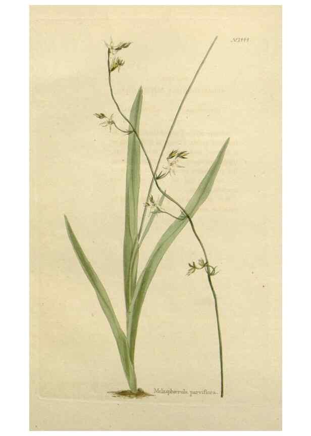 Reproducción/Reproduction 48782829508: The botanical cabinet. London :John & Arthur Arch ...,1817-1833.. 