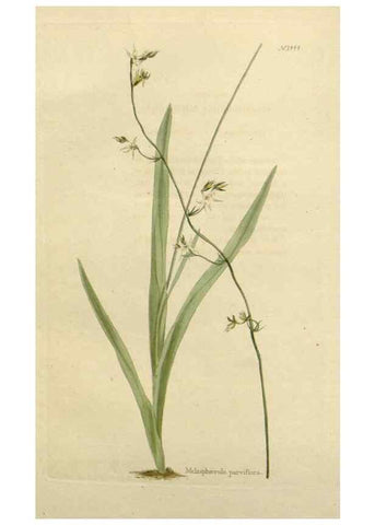 Reproducción/Reproduction 48782829508: The botanical cabinet. London :John & Arthur Arch ...,1817-1833.. 