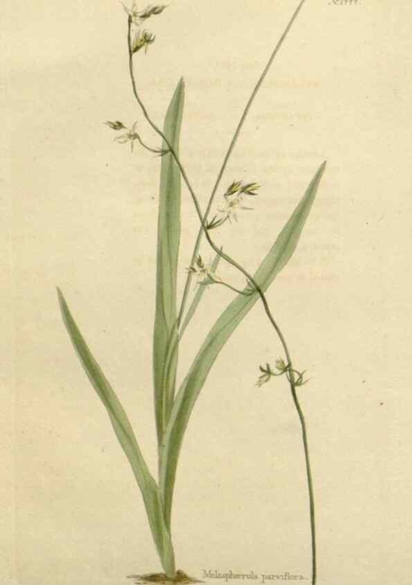 Reproducción/Reproduction 48782829508: The botanical cabinet. London :John & Arthur Arch ...,1817-1833.. 