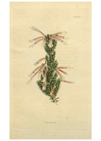 Reproducción/Reproduction 48783198526: The botanical cabinet. London :John & Arthur Arch ...,1817-1833.. 