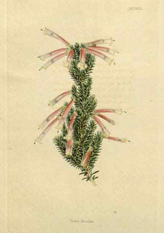 Reproducción/Reproduction 48783198526: The botanical cabinet. London :John & Arthur Arch ...,1817-1833.. 
