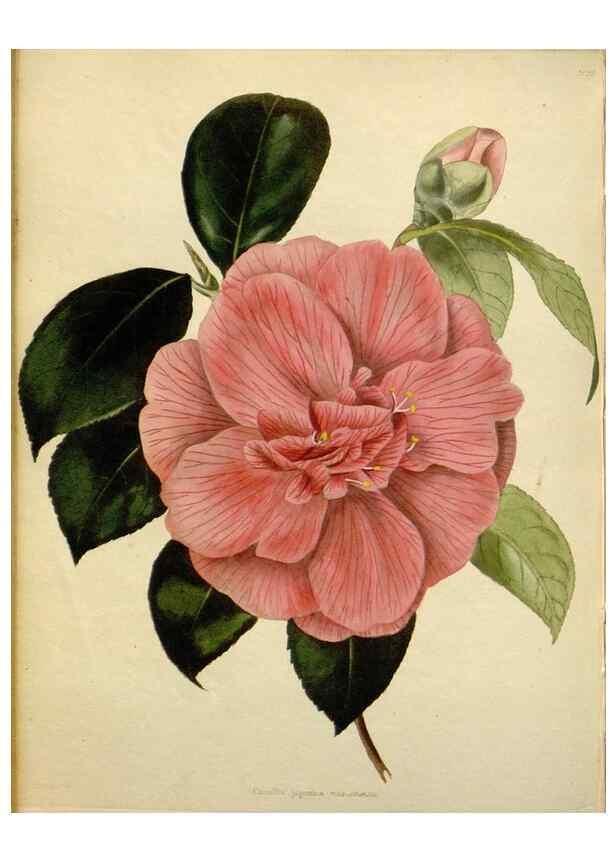 Reproducción/Reproduction 48783367242: The botanical cabinet. London :John & Arthur Arch ...,1817-1833.. 