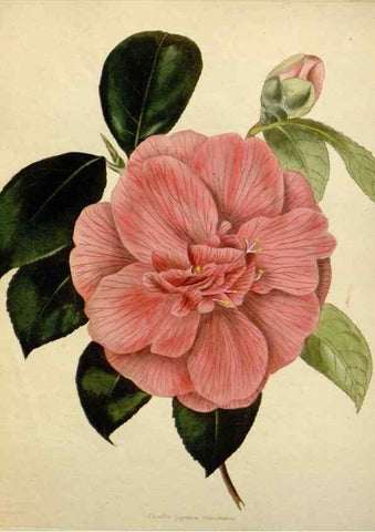 Reproducción/Reproduction 48783367242: The botanical cabinet. London :John & Arthur Arch ...,1817-1833.. 