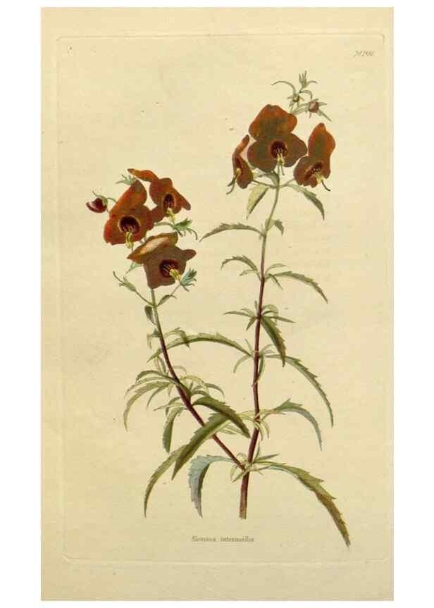 Reproducción/Reproduction 48782834983: The botanical cabinet. London :John & Arthur Arch ...,1817-1833.. 