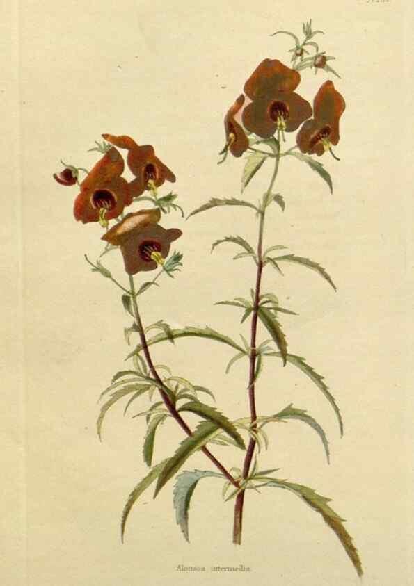 Reproducción/Reproduction 48782834983: The botanical cabinet. London :John & Arthur Arch ...,1817-1833.. 
