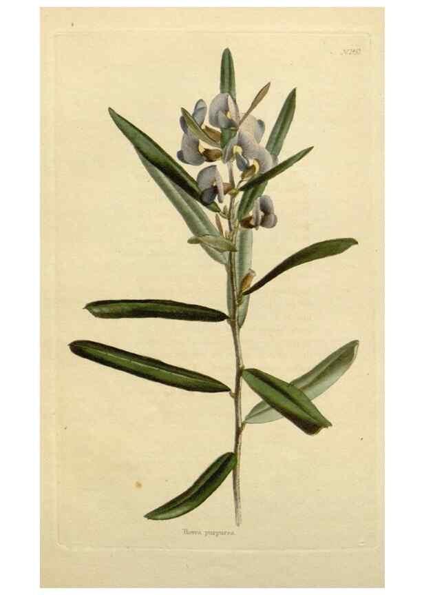 Reproducción/Reproduction 48783200186: The botanical cabinet. London :John & Arthur Arch ...,1817-1833.. 