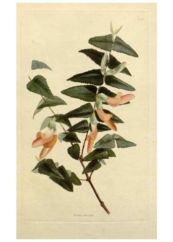 Reproducción/Reproduction 48782836188: The botanical cabinet. London :John & Arthur Arch ...,1817-1833.. 