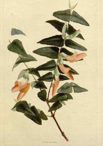 Reproducción/Reproduction 48782836188: The botanical cabinet. London :John & Arthur Arch ...,1817-1833.. 