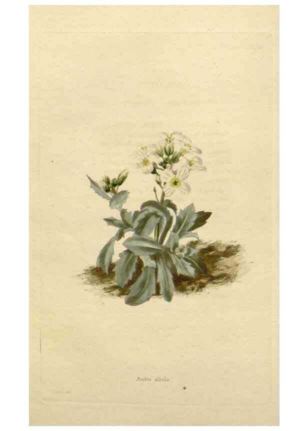 Reproducción/Reproduction 48782836558: The botanical cabinet. London :John & Arthur Arch ...,1817-1833.. 