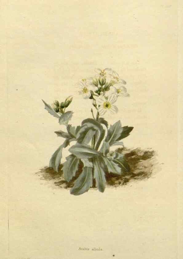Reproducción/Reproduction 48782836558: The botanical cabinet. London :John & Arthur Arch ...,1817-1833.. 