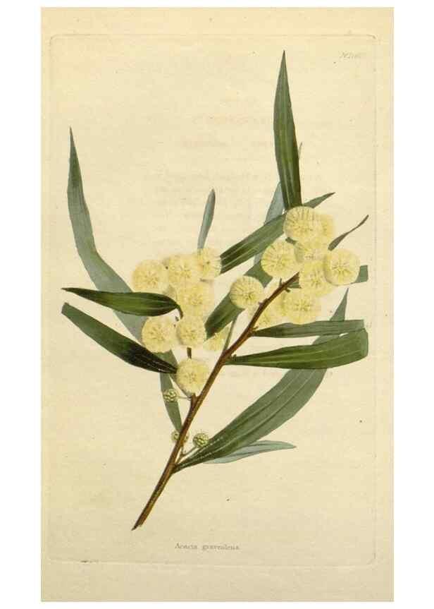 Reproducción/Reproduction 48783202236: The botanical cabinet. London :John & Arthur Arch ...,1817-1833.. 