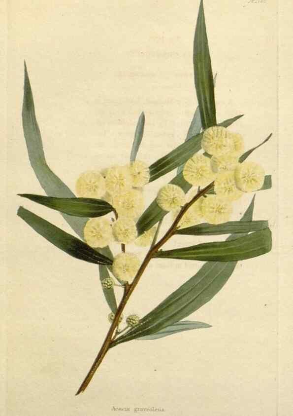 Reproducción/Reproduction 48783202236: The botanical cabinet. London :John & Arthur Arch ...,1817-1833.. 