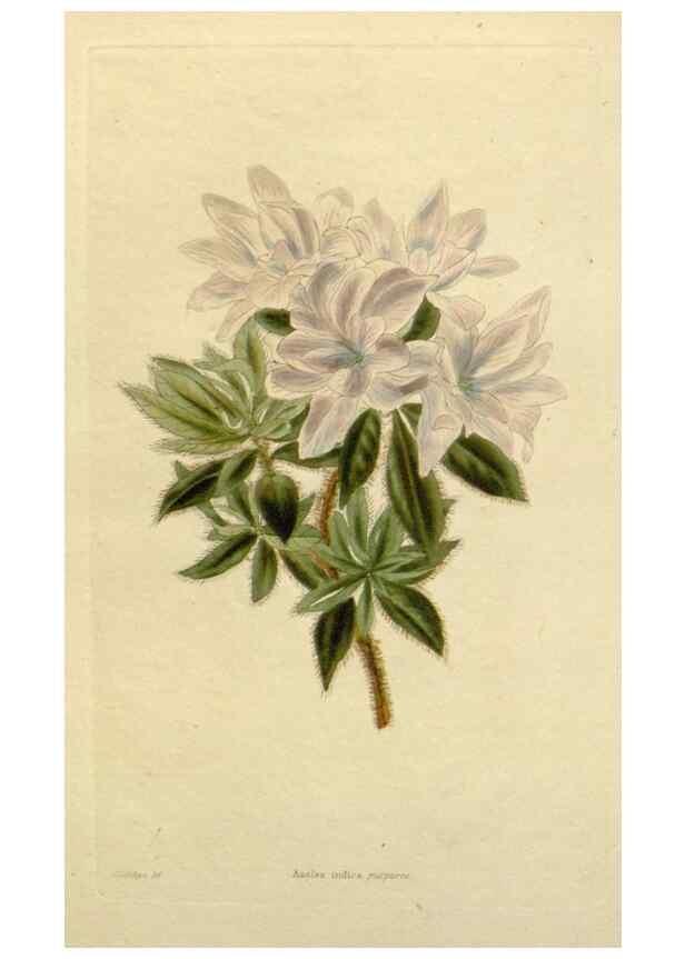 Reproducción/Reproduction 48783370247: The botanical cabinet. London :John & Arthur Arch ...,1817-1833.. 