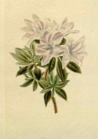 Reproducción/Reproduction 48783370247: The botanical cabinet. London :John & Arthur Arch ...,1817-1833.. 