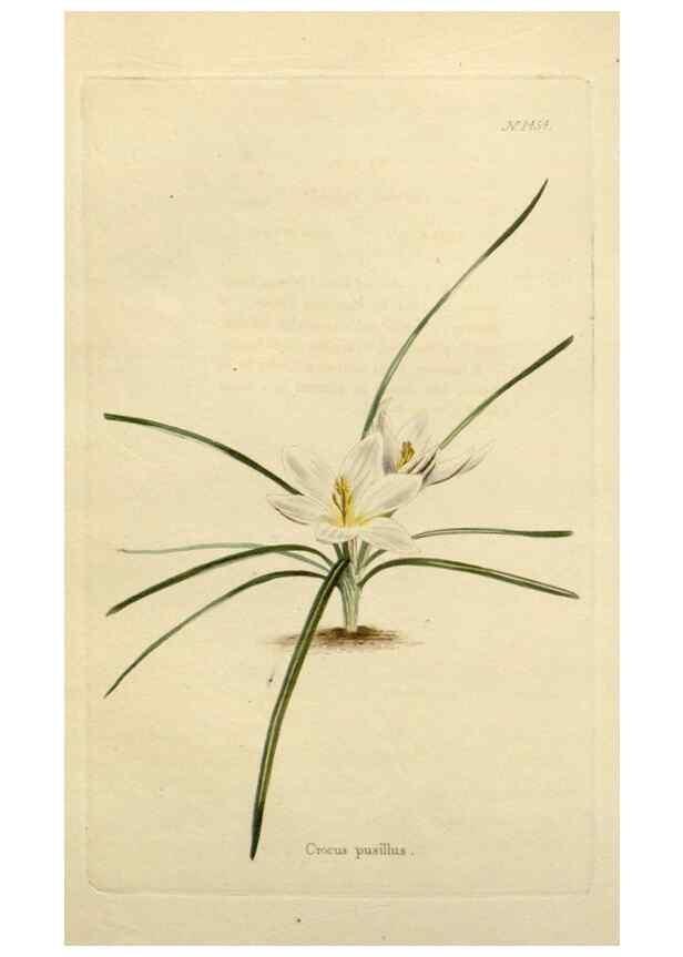 Reproducción/Reproduction 48783366927: The botanical cabinet. London :John & Arthur Arch ...,1817-1833.. 