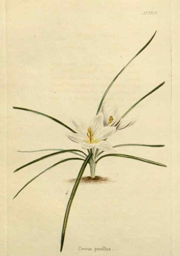 Reproducción/Reproduction 48783366927: The botanical cabinet. London :John & Arthur Arch ...,1817-1833.. 