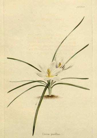 Reproducción/Reproduction 48783366927: The botanical cabinet. London :John & Arthur Arch ...,1817-1833.. 