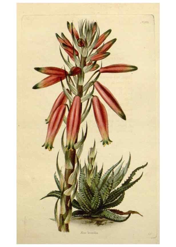 Reproducción/Reproduction 48783378662: The botanical cabinet. London :John & Arthur Arch ...,1817-1833.. 