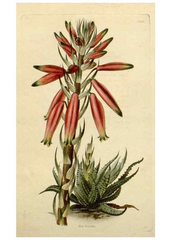 Reproducción/Reproduction 48783378662: The botanical cabinet. London :John & Arthur Arch ...,1817-1833.. 