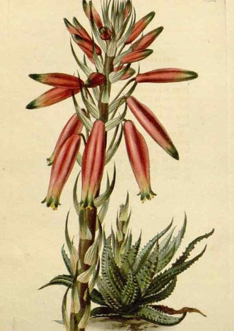 Reproducción/Reproduction 48783378662: The botanical cabinet. London :John & Arthur Arch ...,1817-1833.. 