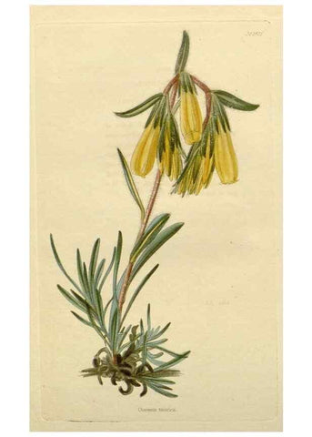 Reproducción/Reproduction 48782806308: The botanical cabinet. London :John & Arthur Arch ...,1817-1833.. 
