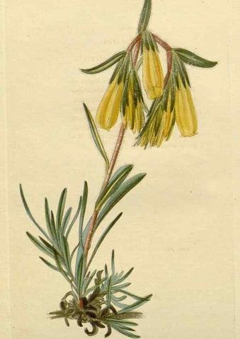 Reproducción/Reproduction 48782806308: The botanical cabinet. London :John & Arthur Arch ...,1817-1833.. 