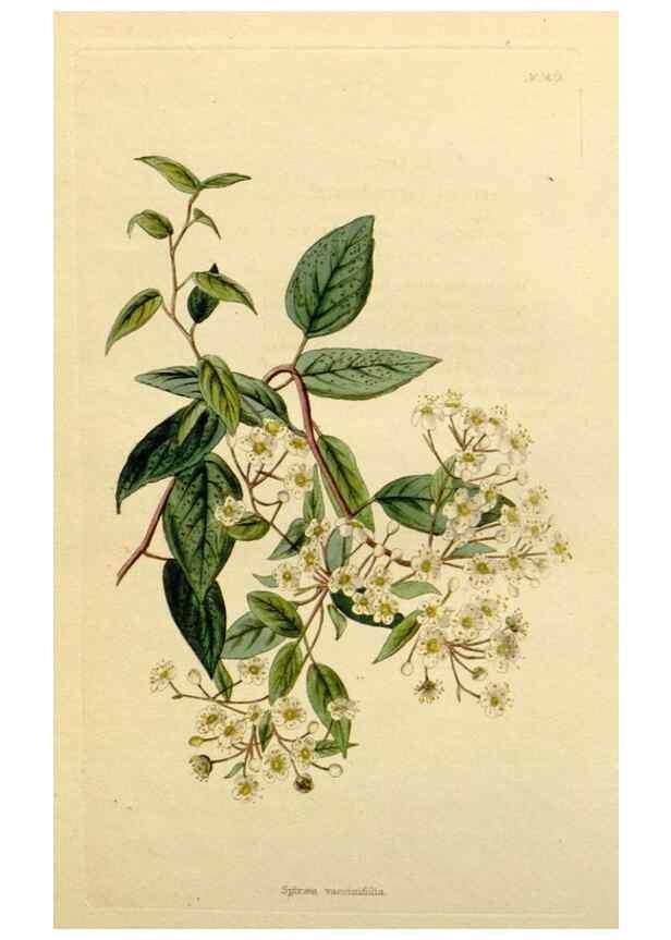 Reproducción/Reproduction 48782804523: The botanical cabinet. London :John & Arthur Arch ...,1817-1833.. 