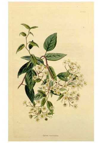 Reproducción/Reproduction 48782804523: The botanical cabinet. London :John & Arthur Arch ...,1817-1833.. 