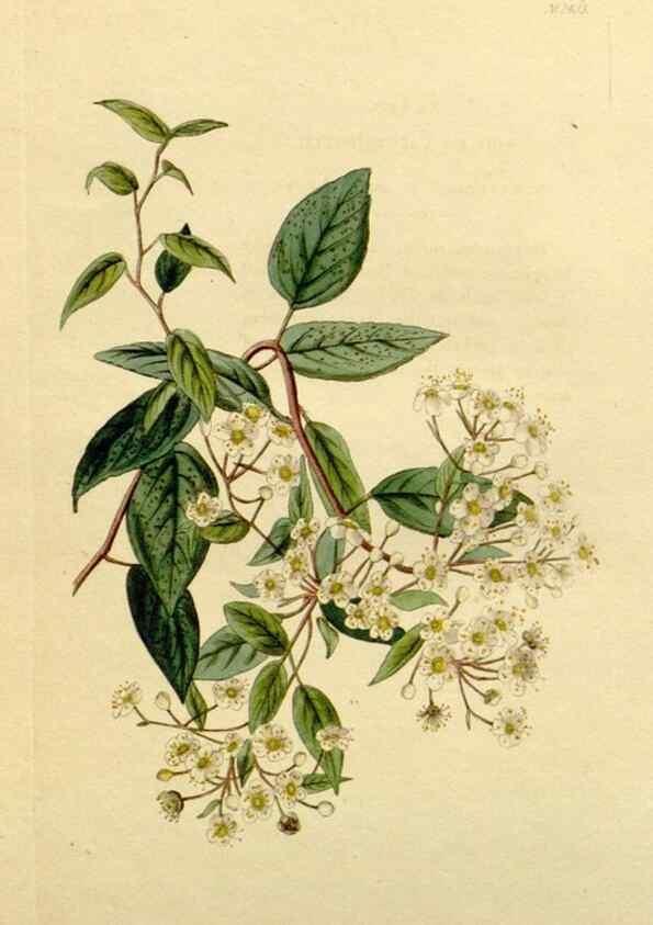 Reproducción/Reproduction 48782804523: The botanical cabinet. London :John & Arthur Arch ...,1817-1833.. 
