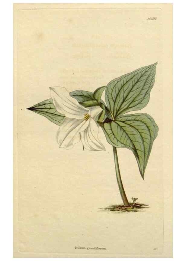 Reproducción/Reproduction 48782709288: The botanical cabinet. London :John & Arthur Arch ...,1817-1833.. 