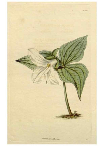 Reproducción/Reproduction 48782709288: The botanical cabinet. London :John & Arthur Arch ...,1817-1833.. 