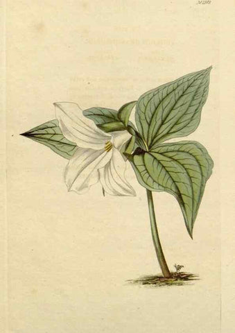Reproducción/Reproduction 48782709288: The botanical cabinet. London :John & Arthur Arch ...,1817-1833.. 